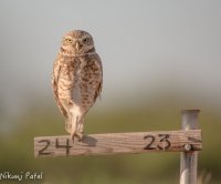 Zanjero Park Owl-1.jpg