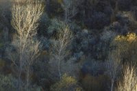 11.7.15 Tree Abstract.jpg 11.7.15 Tree Abstract.jpg