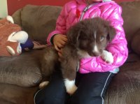 Digger.JPG Digger.JPG