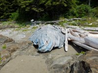 west coast trail 380.JPG