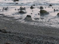 west coast trail 229.JPG