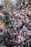 Delicate & Syncline-56.jpg