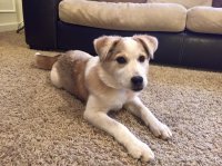 Phoebe Jan 2016.jpg Phoebe Jan 2016.jpg