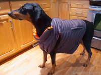 dog-wearing-down-coat.jpg