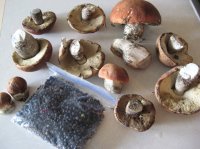 Mushrooms.JPG Mushrooms.JPG