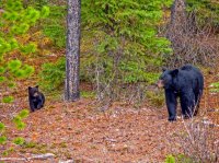 IMG_2880 - Maligne Canyon - Black Bear and Cub.jpg