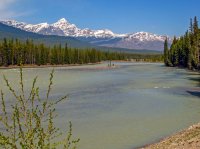 IMG_2917 - Jasper.jpg