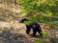 IMG_2929 - Jasper - Black Bear.jpg