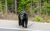 IMG_2639 - Banff - Black Bear.jpg