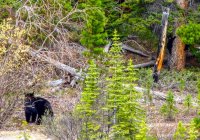 IMG_3061 - Banff - Black Bear and Cubs.jpg