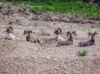 IMG_3384 - Kootenay - Big Horn Sheep.jpg