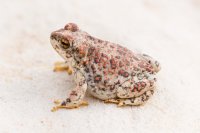 _MG_2870.jpg _MG_2870.jpg