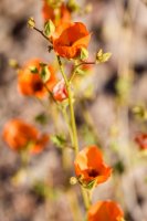 _MG_2734.jpg _MG_2734.jpg