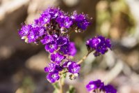 _MG_2732.jpg _MG_2732.jpg