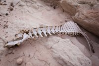 _MG_5561.jpg _MG_5561.jpg