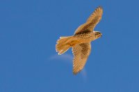 _MG_2855.jpg _MG_2855.jpg