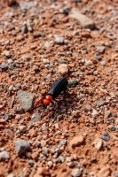Lake Mead- Lib Bell Arch-38.jpg