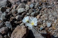 Lake Mead- Lib Bell Arch-4.jpg