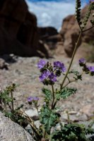 Lake Mead- Lib Bell Arch-6.jpg