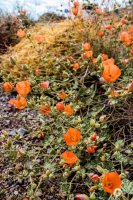 Lake Mead- Lib Bell Arch-28.jpg