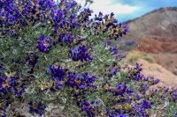 Lake Mead- Lib Bell Arch-29.jpg