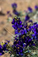 Lake Mead- Lib Bell Arch-31.jpg