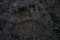 YNP_black_bear_tracks.jpg