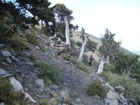 Sangres Phantom Bristlecones.jpg