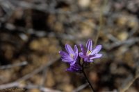 Angel\'s Landing-2 Bluedicks.jpg