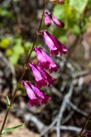 Angel\'s Landing-11 Fuchsia Penstemon.jpg