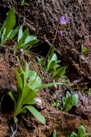 Angel\'s Landing-21 Zion Shooting Star.jpg