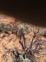 IMG_0513.jpg IMG_0513.jpg