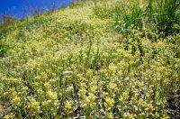 DSC05237.jpg DSC05237.jpg