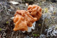 160629 Ruby Mountains 006 (1280x853).jpg