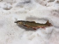 image.jpeg image.jpeg