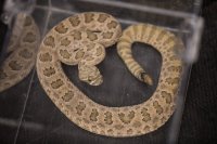 dog-rattlesnake-training-8.jpg