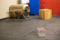 dog-rattlesnake-training-15.jpg dog-rattlesnake-training-15.jpg