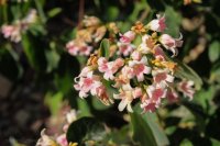 IMG_7804.JPG IMG_7804.JPG