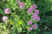 IMG_7951.JPG IMG_7951.JPG