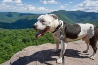 image.jpeg image.jpeg