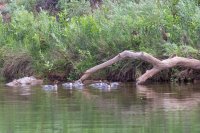 green-abc-7-2016-1600-34.jpg green-abc-7-2016-1600-34.jpg