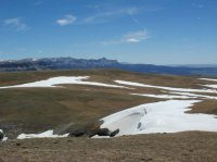 Absaroka Austin Ramshorn 2013.jpg Absaroka Austin Ramshorn 2013.jpg