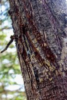 KS Bird+Dumpling Mtn-35.jpg