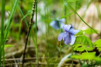 KS Bird+Dumpling Mtn-36 Violet.jpg KS Bird+Dumpling Mtn-36 Violet.jpg