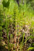 KS Bird+Dumpling Mtn-37 Horsetail.jpg