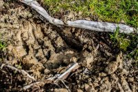 KS Bird+Dumpling Mtn-40.jpg