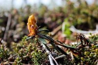 KS Bird+Dumpling Mtn-52 Labrador Tea.jpg KS Bird+Dumpling Mtn-52 Labrador Tea.jpg