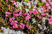 KS Bird+Dumpling Mtn-53 Alpine Azalea.jpg KS Bird+Dumpling Mtn-53 Alpine Azalea.jpg