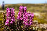 KS Bird+Dumpling Mtn-55 Wooly Lousewort.jpg KS Bird+Dumpling Mtn-55 Wooly Lousewort.jpg