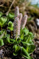 KS Bird+Dumpling Mtn-57 Arctic Willow.jpg